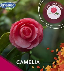 Anasac